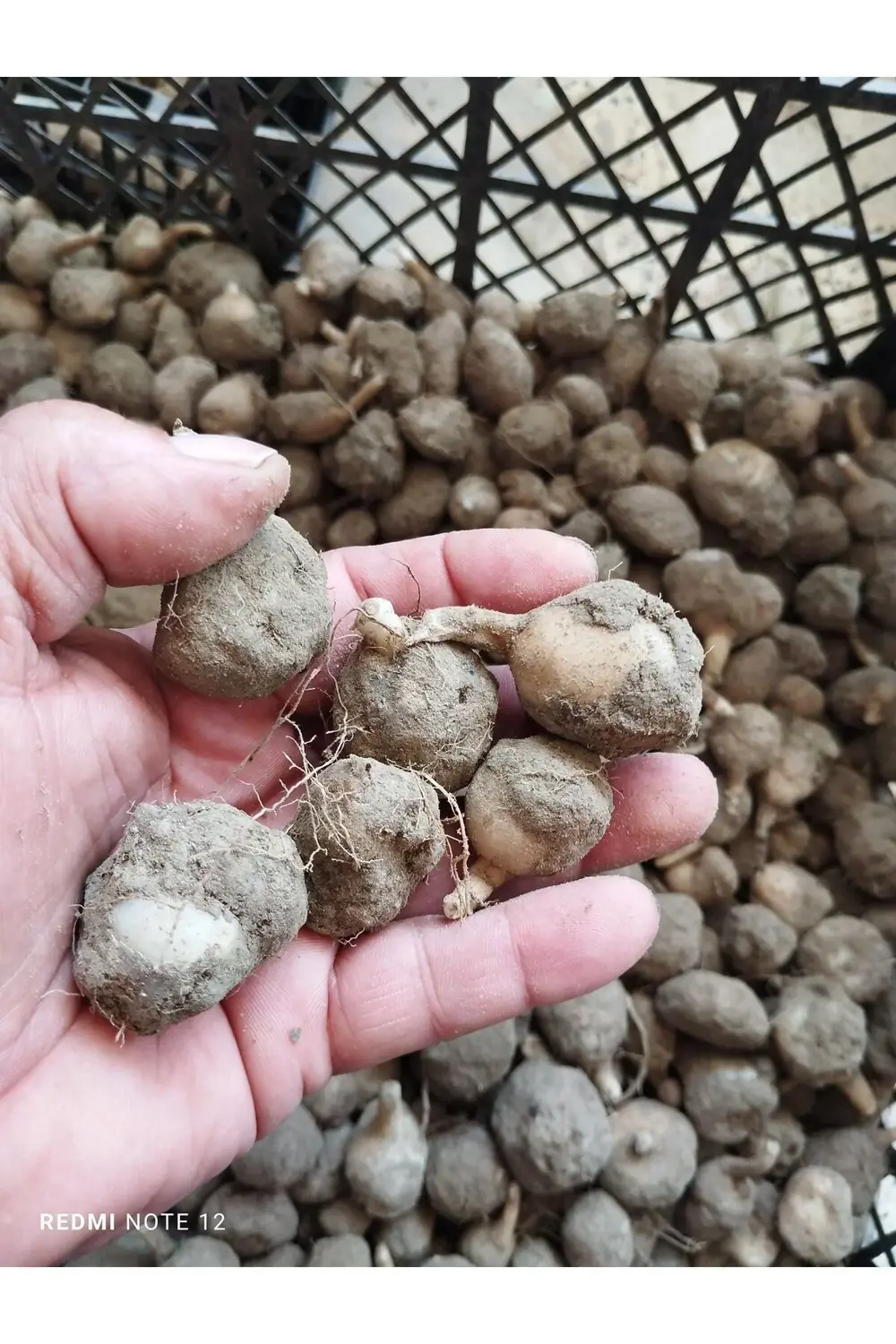 Doğal Saglep Yumrusu (25 ADET) Bu Ürün Yumru Olarak Gönderim Yapı