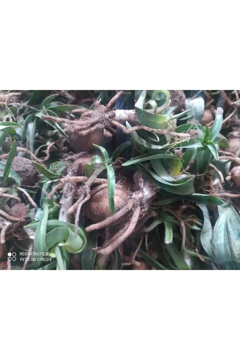 Doğal Saglep Yumrusu (25 ADET) Bu Ürün Yumru Olarak Gönderim Yapı