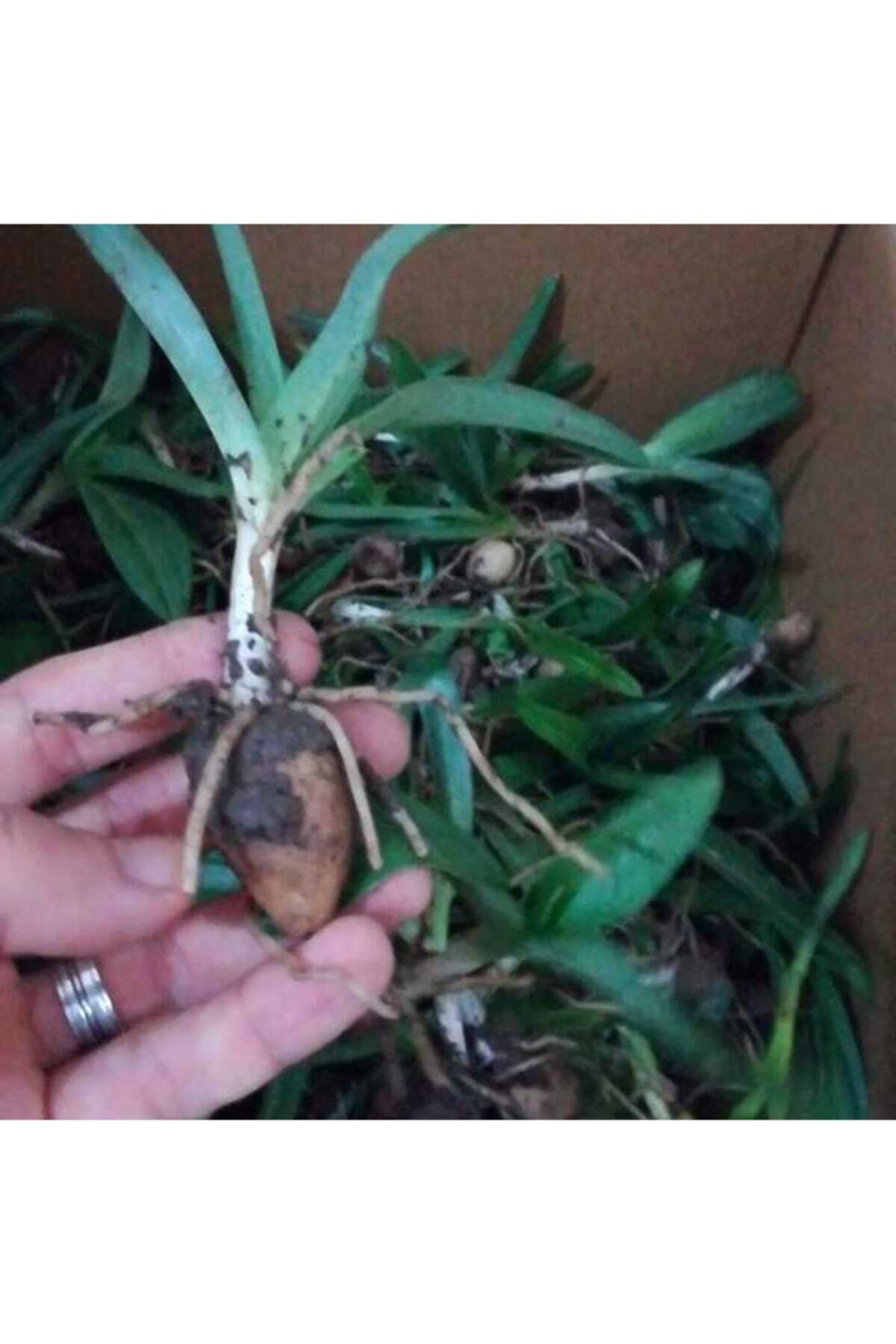 Doğal Salep Fidesi (100 Adet)