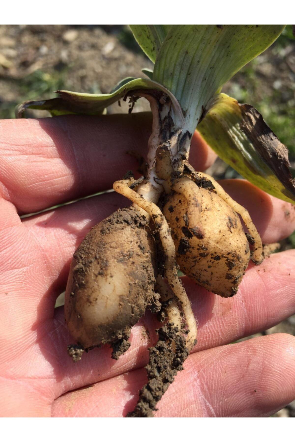 Doğal Salep Fidesi (100 Adet)