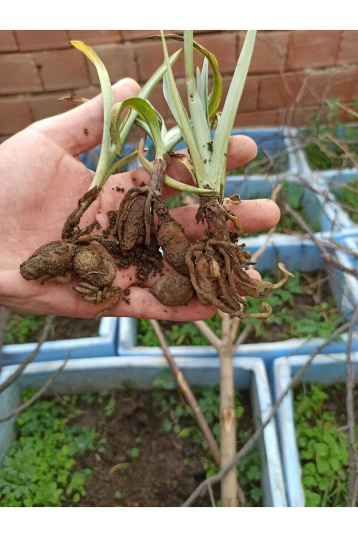 Doğal Salep Fidesi (100 Adet)