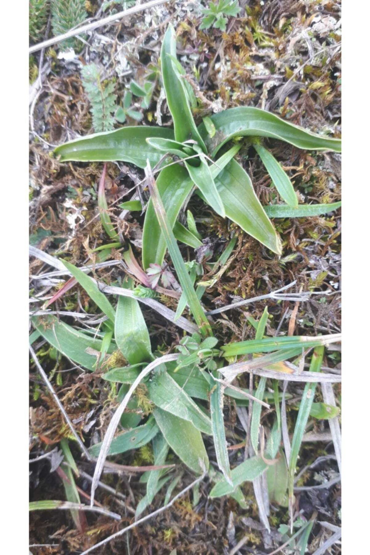 Doğal Salep Fidesi (100 Adet)