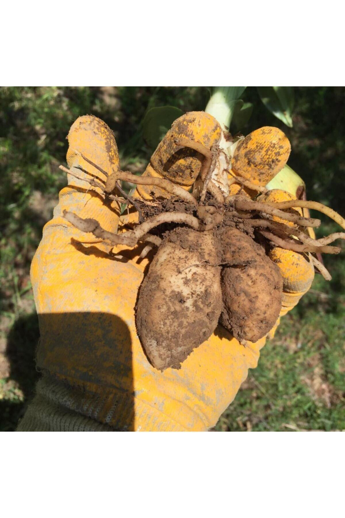 Doğal Salep Fidesi (100 Adet)