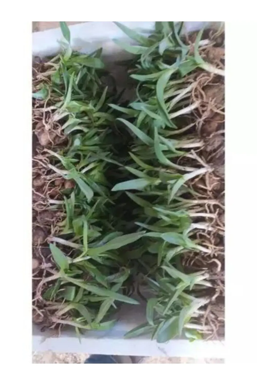 Doğal Salep Fidesi (100 Adet)