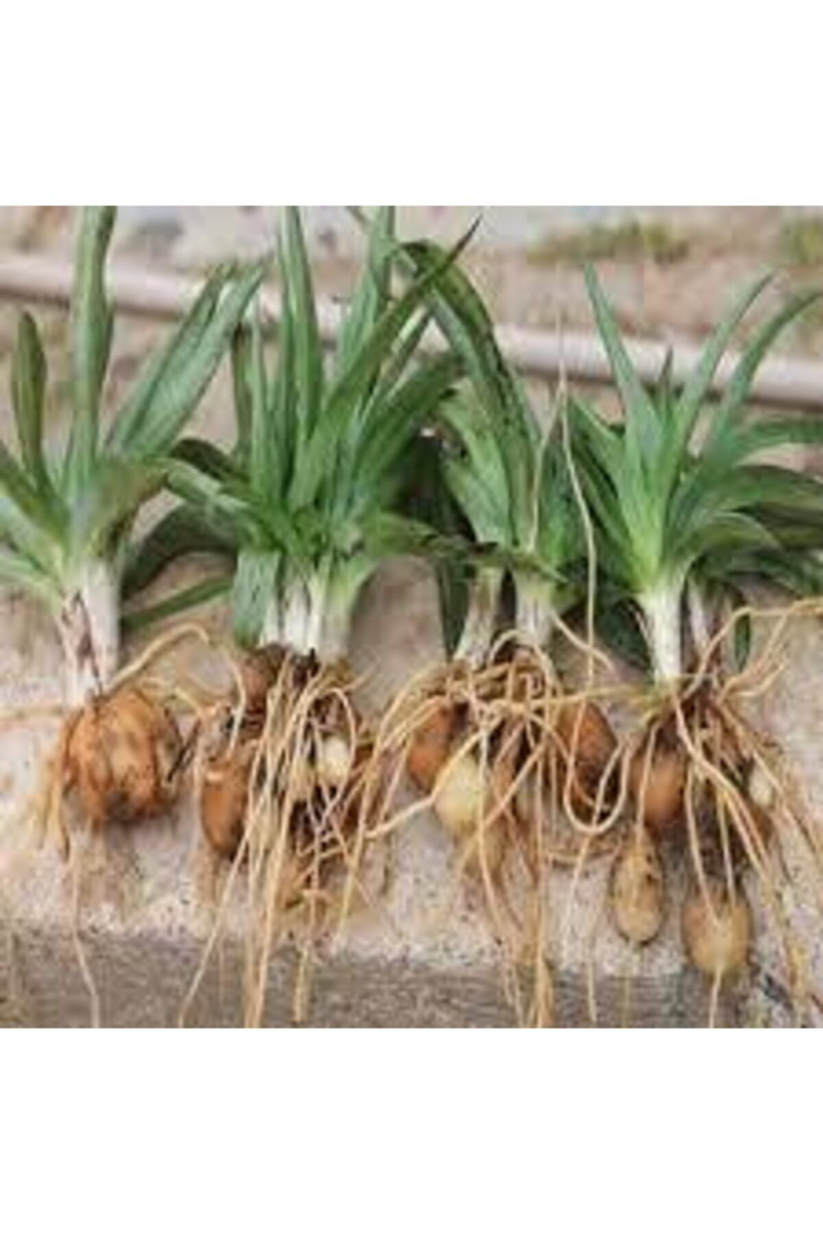 Alanyatropikal Doğal Salep Fidesi (10 Adet)