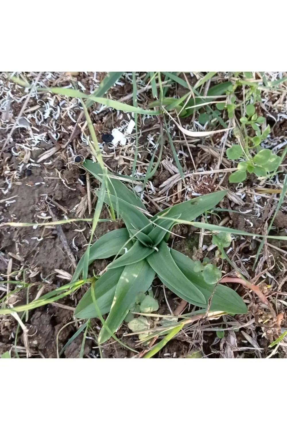 Doğal Salep Fidesi (200 Adet)