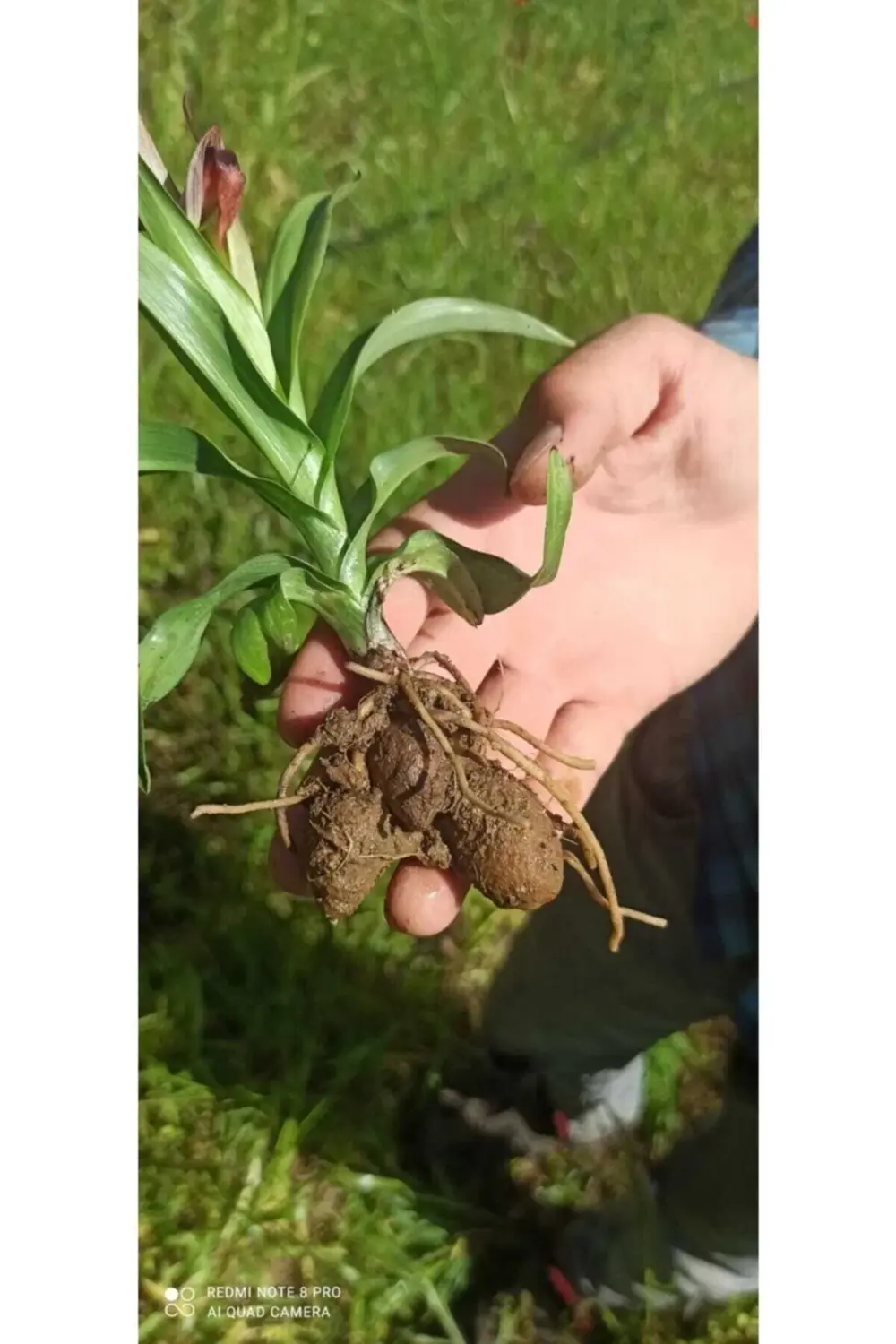 Doğal Salep Fidesi (25 Adet)