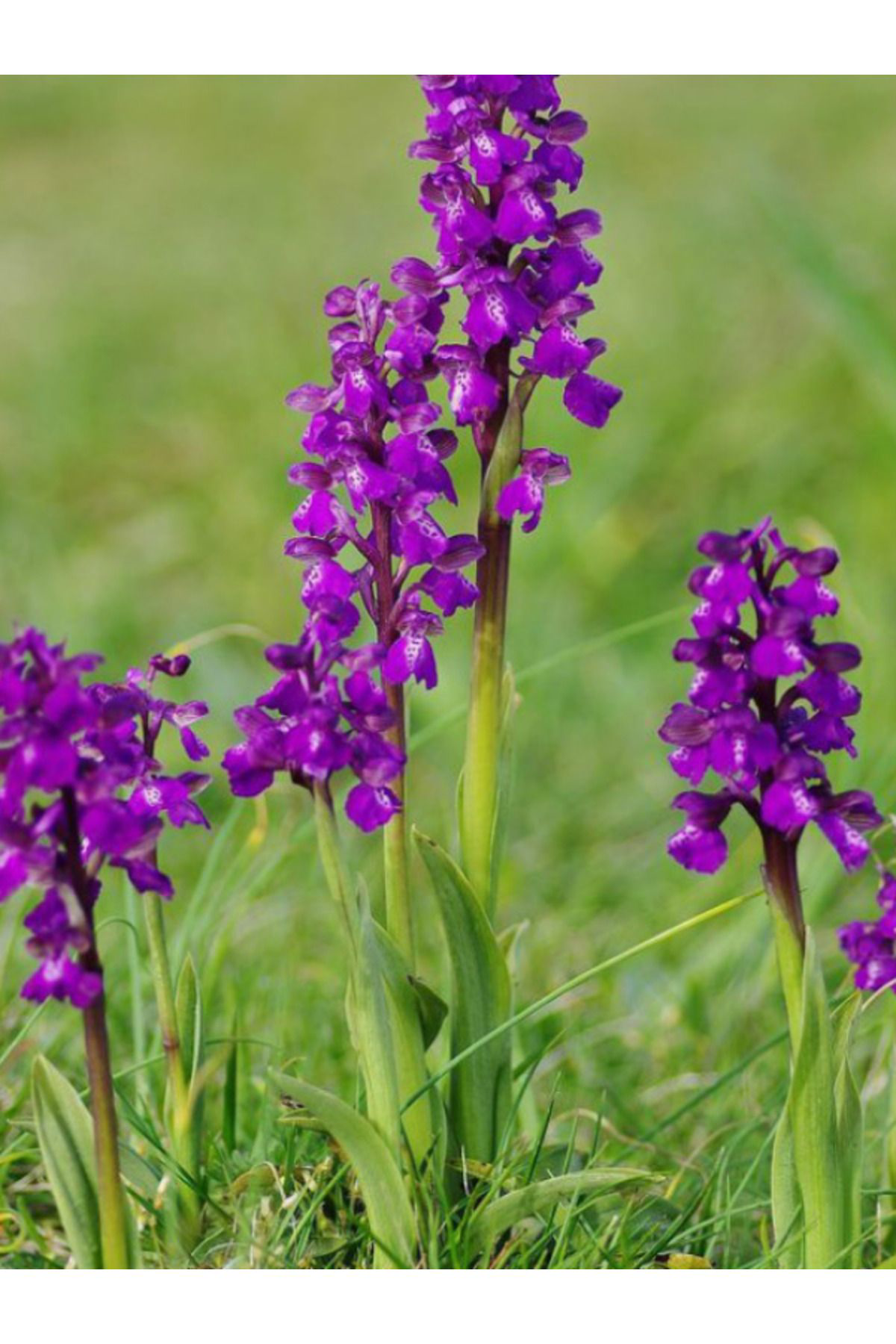 Salep Bitki Evi Doğal Salep Yumrusu(1000 Adet)