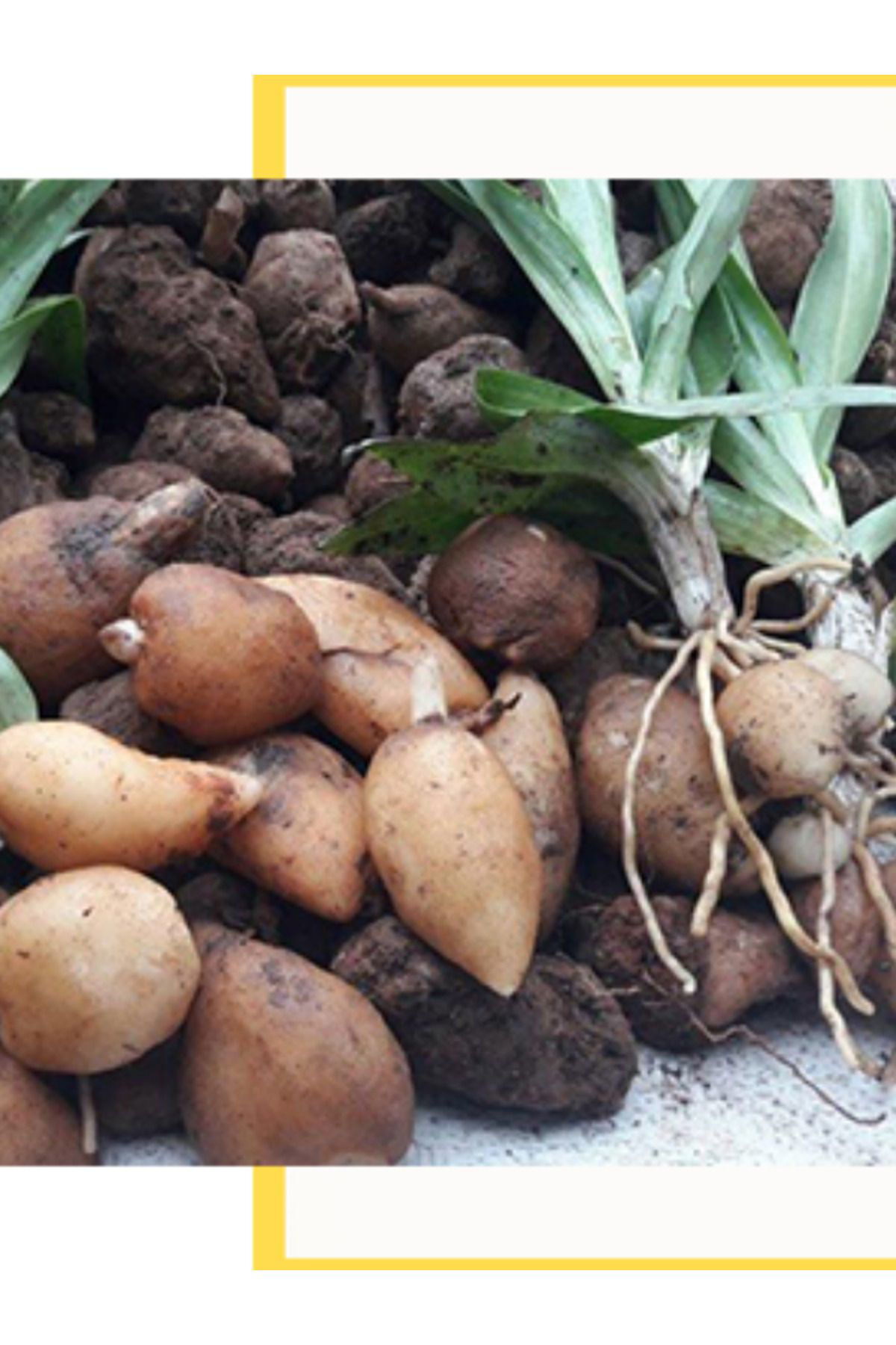 Salep Bitki Evi Doğal Salep Yumrusu(1000 Adet)