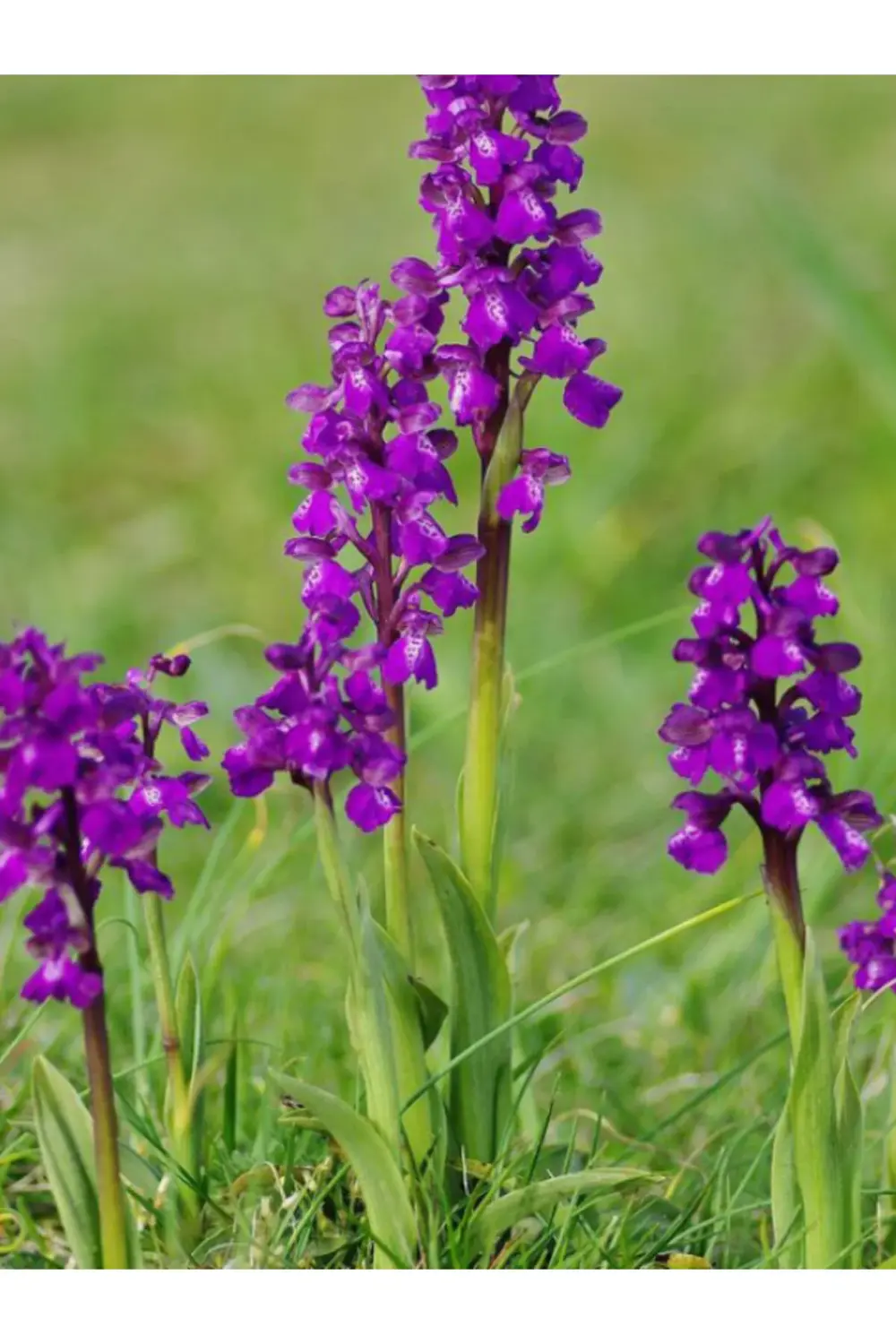 Doğal Salep Yumrusu 250 Adet Yumru Göndrimi Yapılacaktır