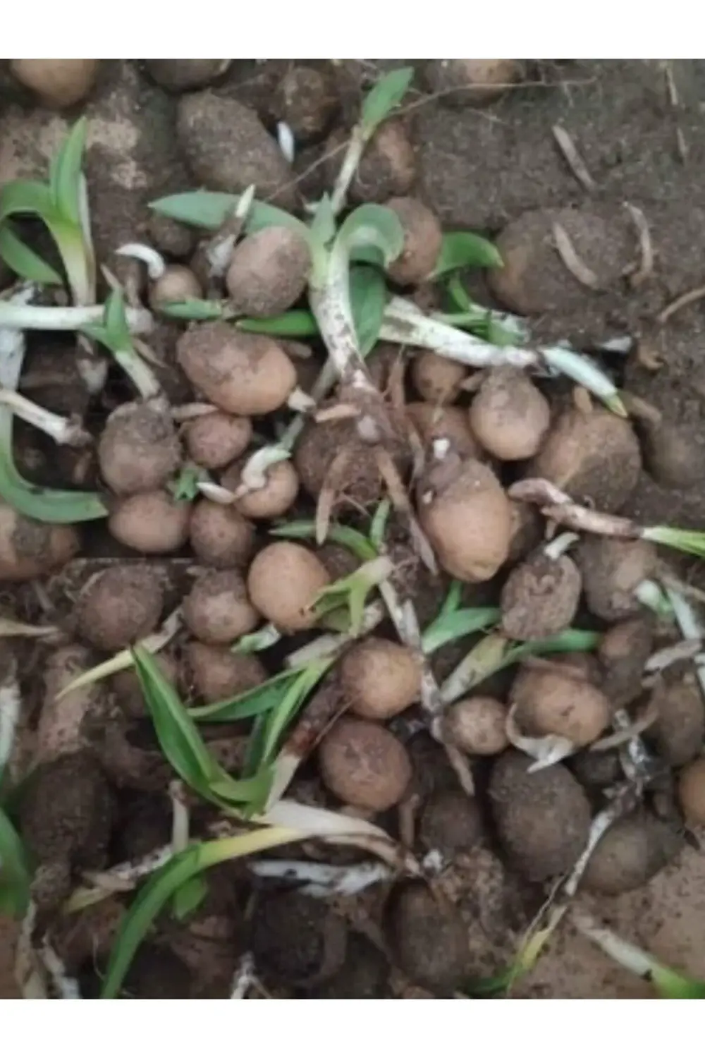 Doğal Salep Yumrusu 250 Adet Yumru Göndrimi Yapılacaktır