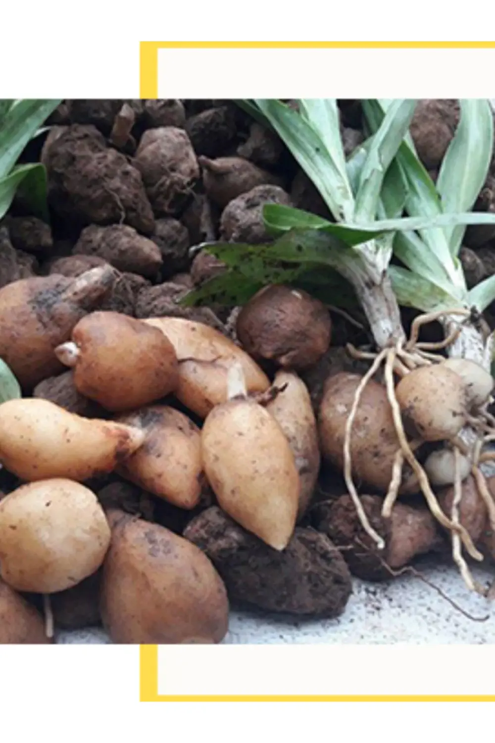 Doğal Salep Yumrusu 250 Adet Yumru Göndrimi Yapılacaktır