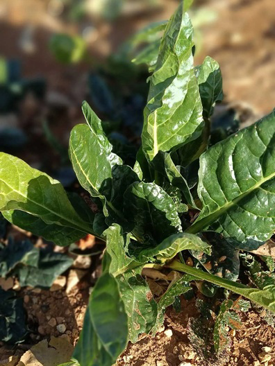 Private Doğal Tam 5 Kg Yerli Kimyevi Katkısız İç Ve Dış Mekan Gübreli Bit Private Doğal Tam 5 Kg Yerli Kimyevi Katkısız İç Ve Dış Mekan Gübreli Bit