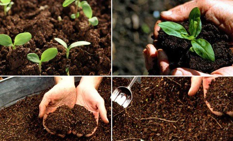 Private Doğal Tam 5 Kg Yerli Kimyevi Katkısız İç Ve Dış Mekan Gübreli Bit Private Doğal Tam 5 Kg Yerli Kimyevi Katkısız İç Ve Dış Mekan Gübreli Bit