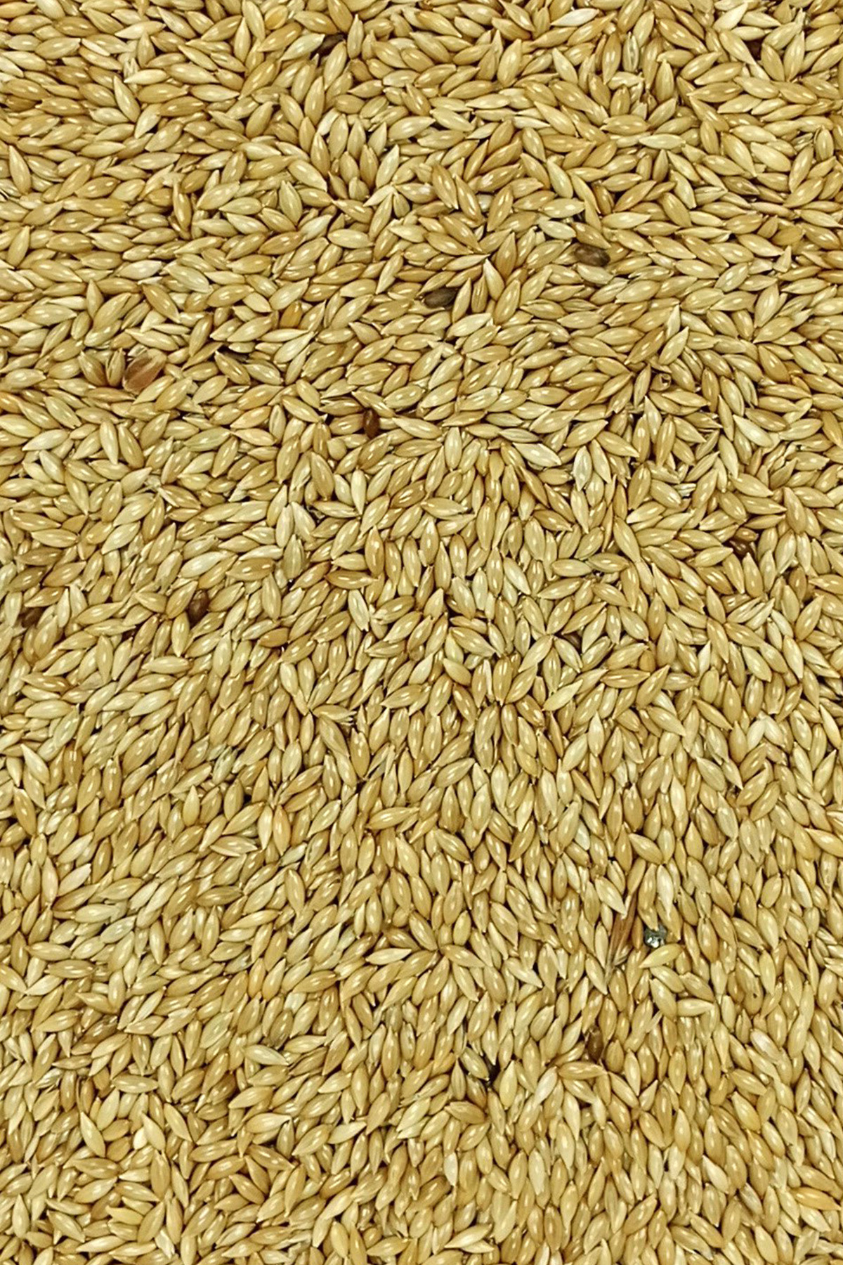 Doğal Taze Kanarya Sade Kuş Yemi - 3 kg
