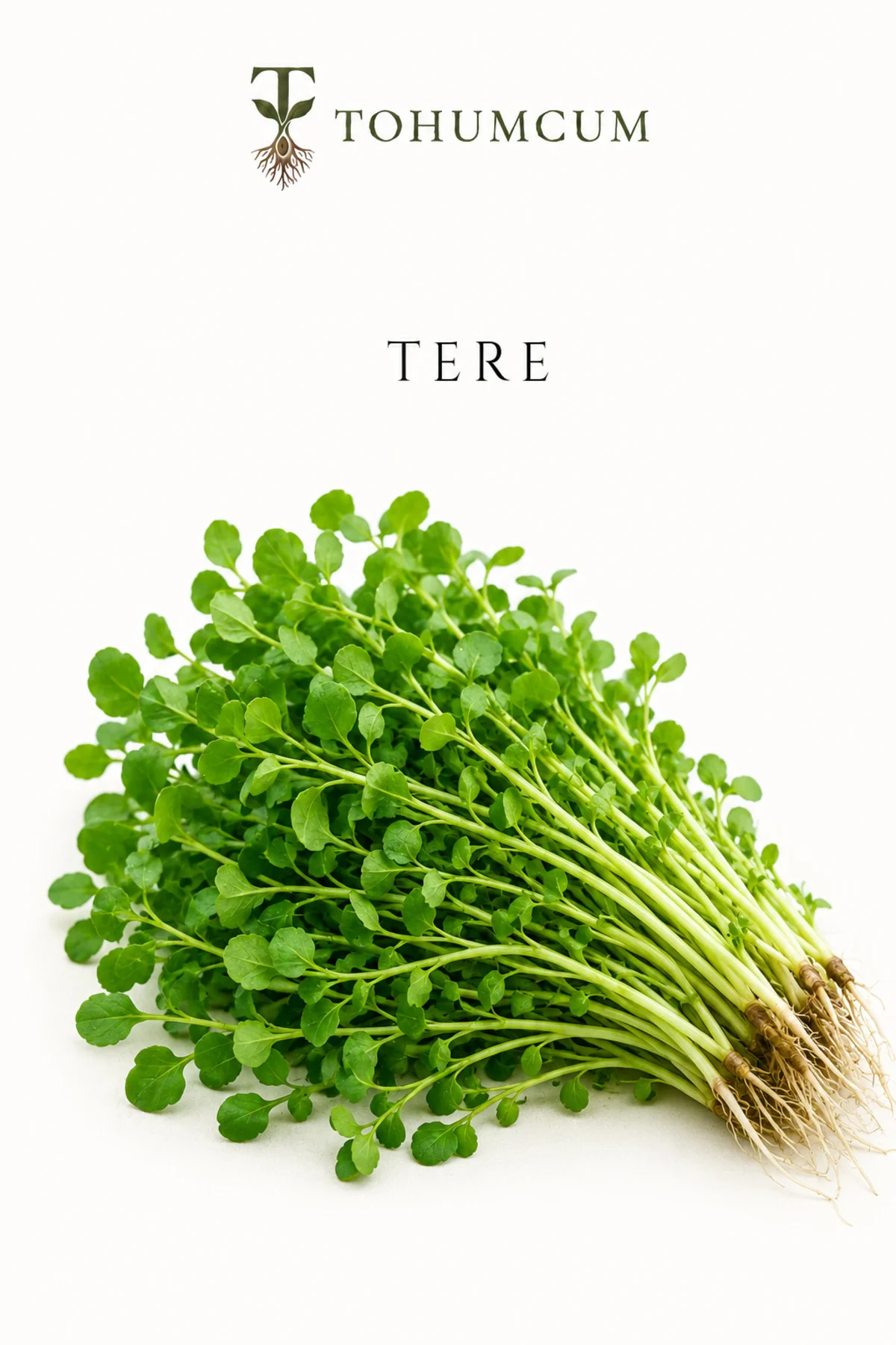 Doğal Tere Tohumu (200 ad+) | Ata Tohum