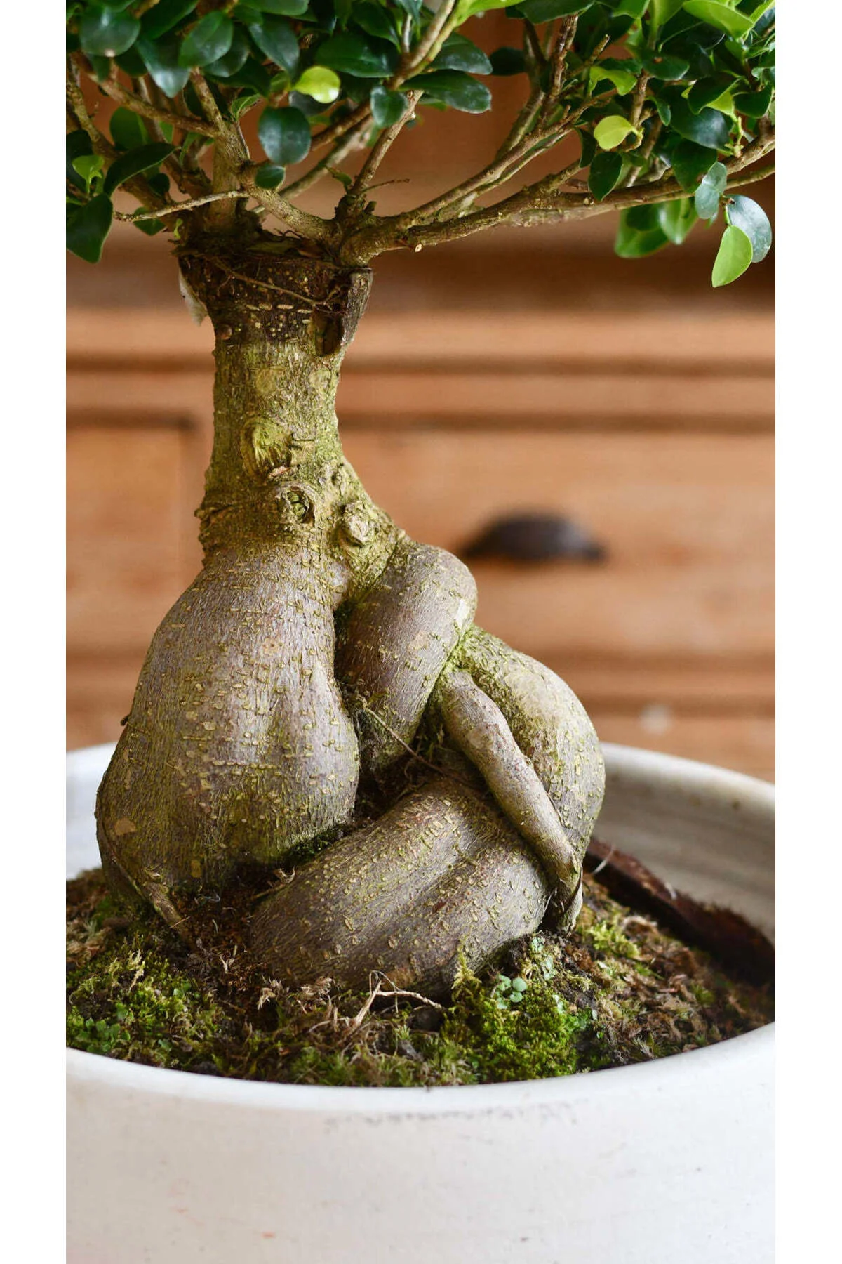 Doğanın Sanatı: Ficus Ginseng Bonsai - Seramik Saksıda