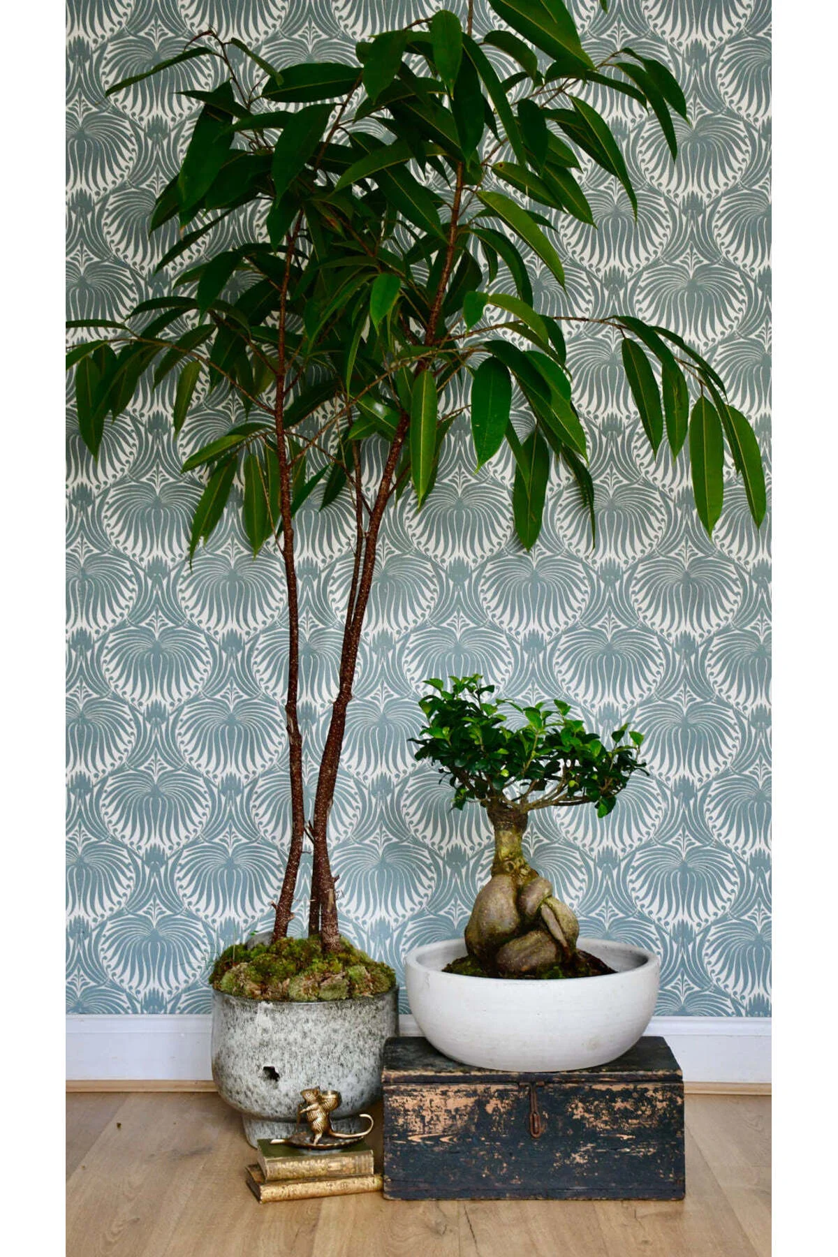 Doğanın Sanatı: Ficus Ginseng Bonsai - Seramik Saksıda