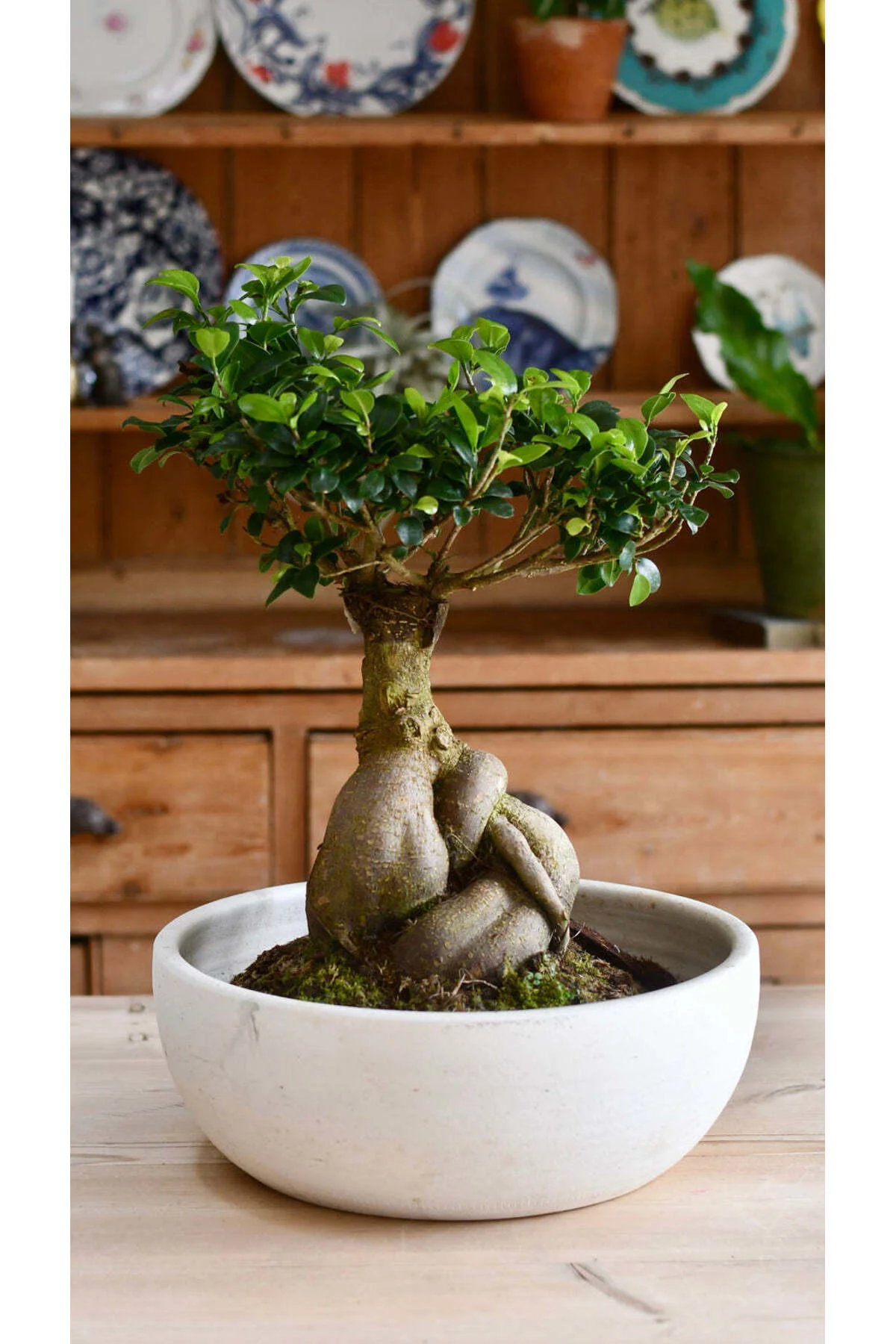 Doğanın Sanatı: Ficus Ginseng Bonsai - Seramik Saksıda