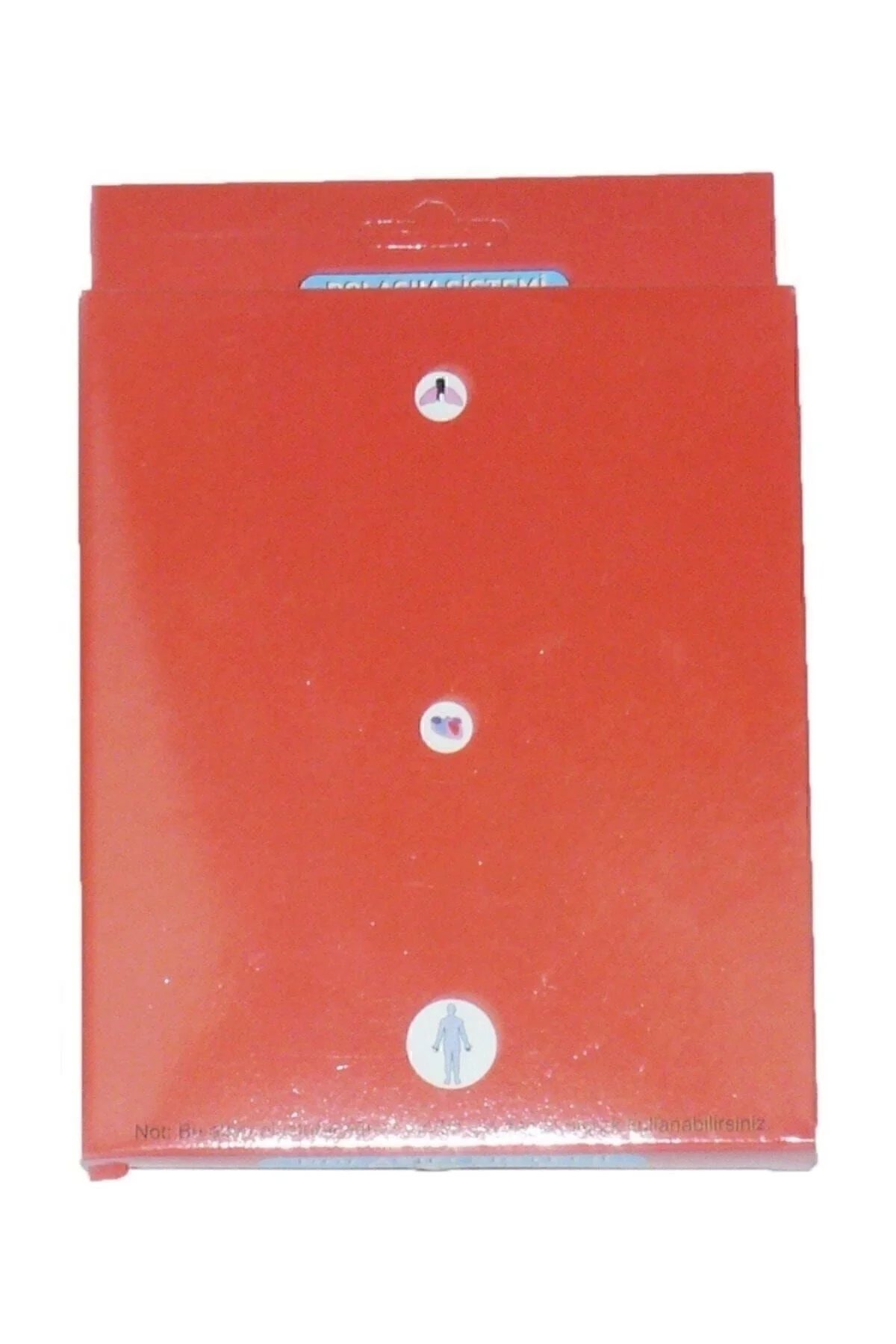 Dolaşım Sistemi Modeli