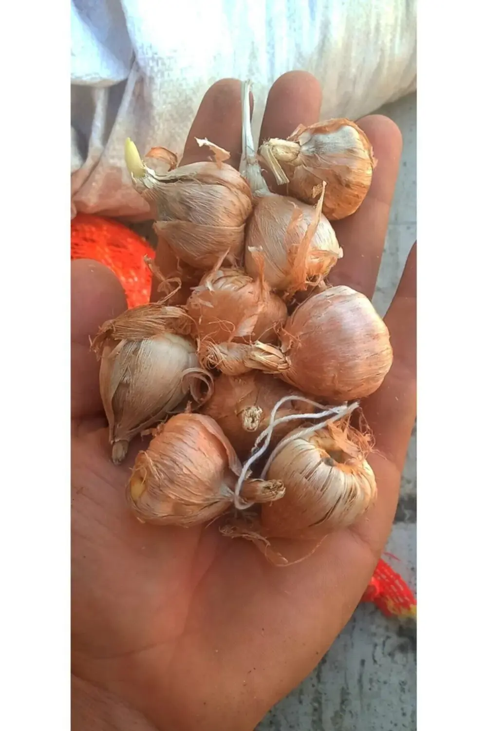 Double White Frezya Soğanı 20 Adet