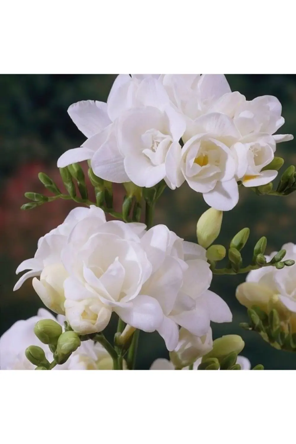 Double White Frezya Soğanı 20 Adet