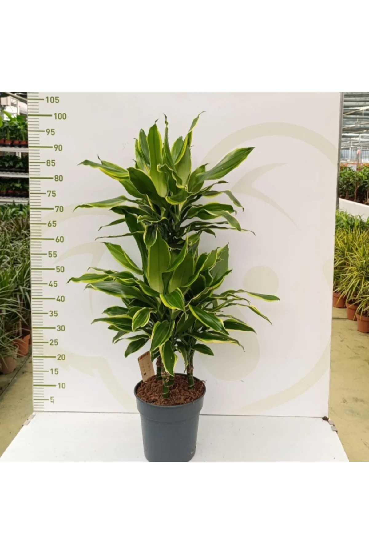 DRACAENA GOLD COAST 3 PP 3 Kök Tek Saksıda