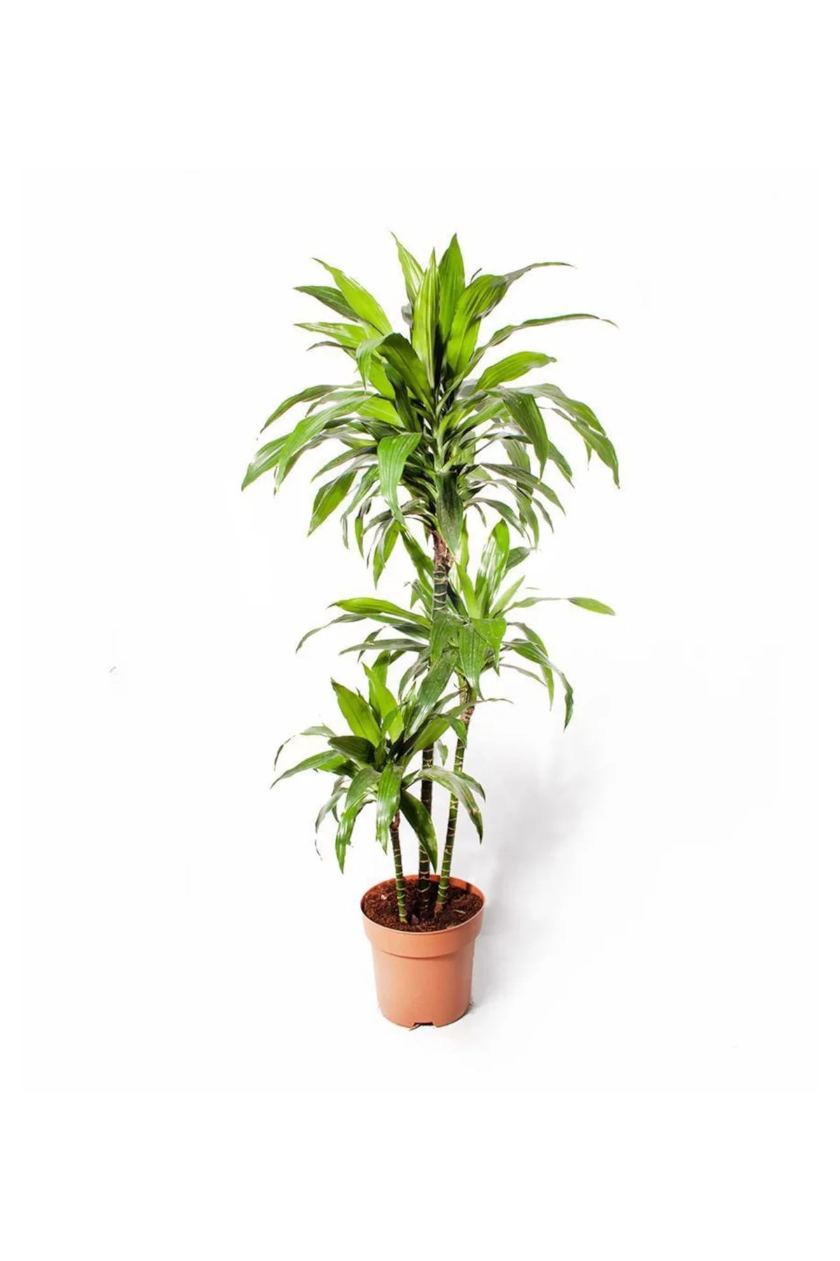 Dracaena - Janet 3 Gövdeli Fiyatı, Yorumları ve Özellikleri