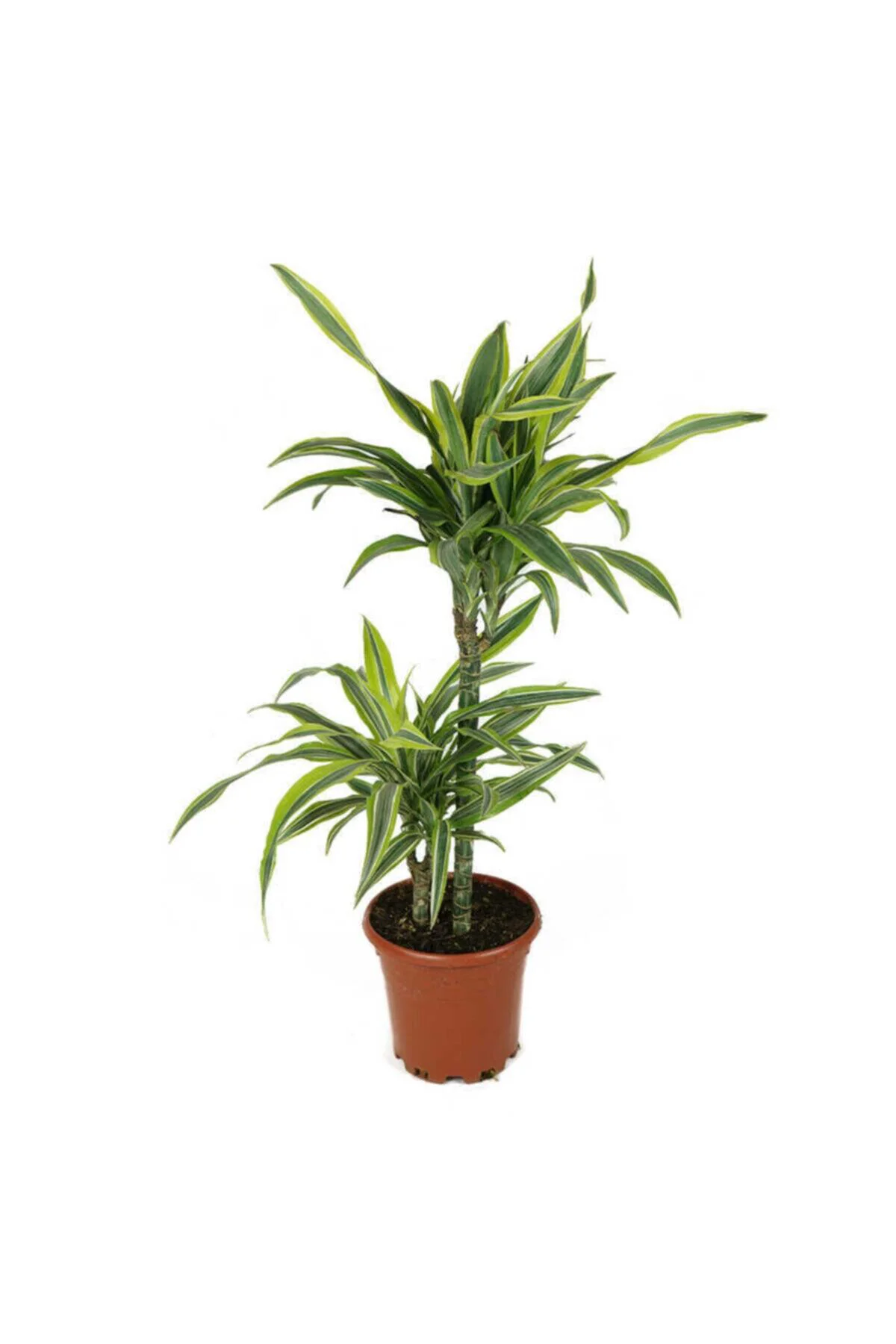 Dracaena Lemon Lıme İki Kök
