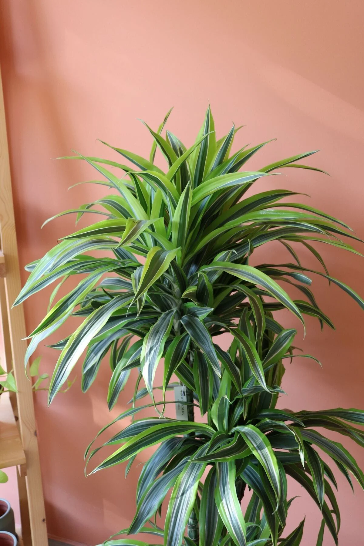 Dracaena Lemon Lime / 3 Köklü Ithal