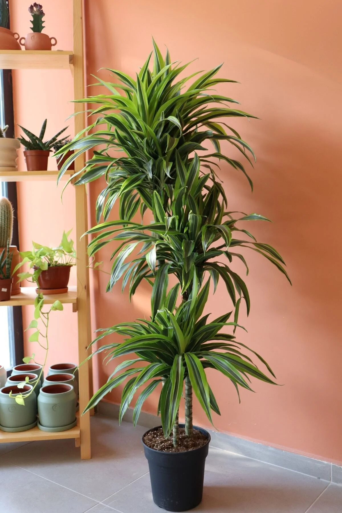 Dracaena Lemon Lime / 3 Köklü Ithal