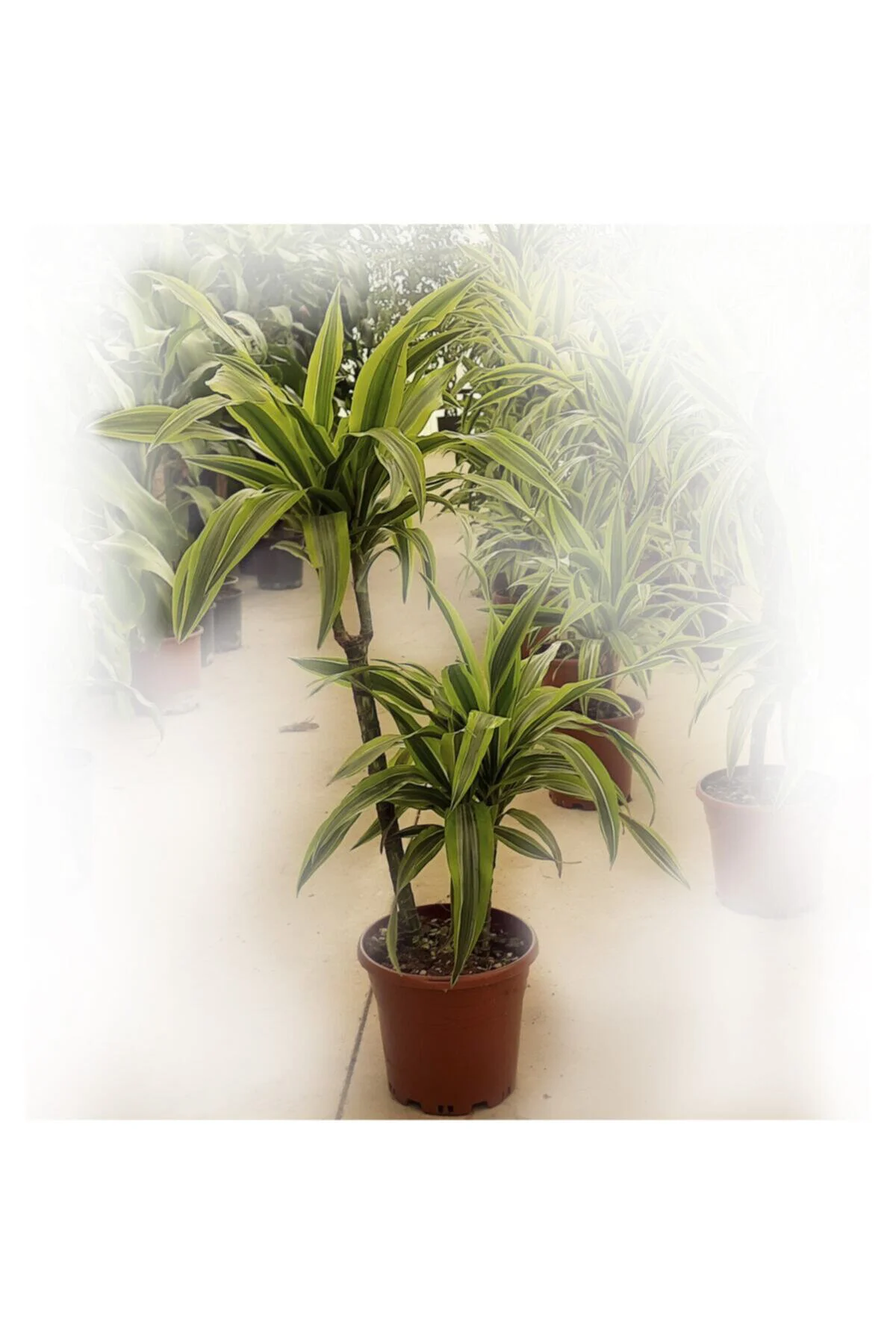 Dracaena Lemon Lime | 2 Gövdeli 60/80 Cm | Ev Ve Dekorasyon Bitki