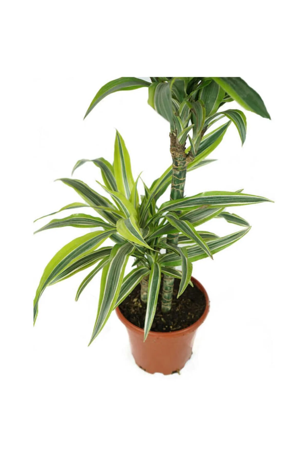 Dracaena Lemon Lıme İki Kök