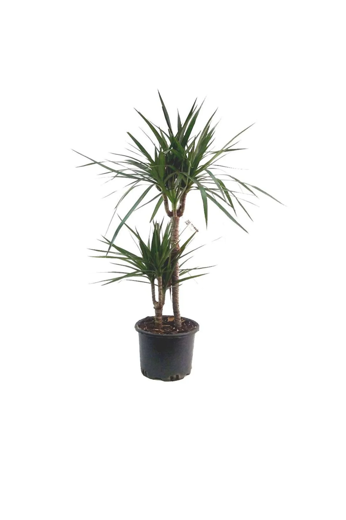 Dracaena Marginata (19 Cm Saksıda) Dracaena Marginata (19 Cm Saksıda)