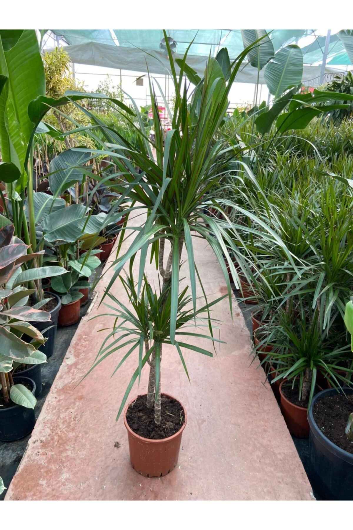 Dracaena Marginata-2 Gövdeli 120cm Dracaena Marginata-2 Gövdeli 120cm