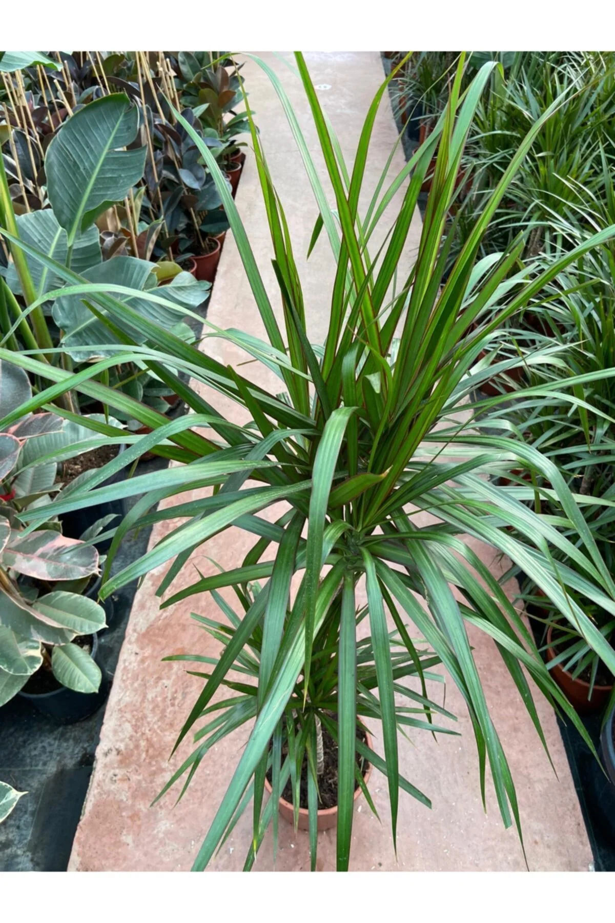 Dracaena Marginata-2 Gövdeli 120cm Dracaena Marginata-2 Gövdeli 120cm