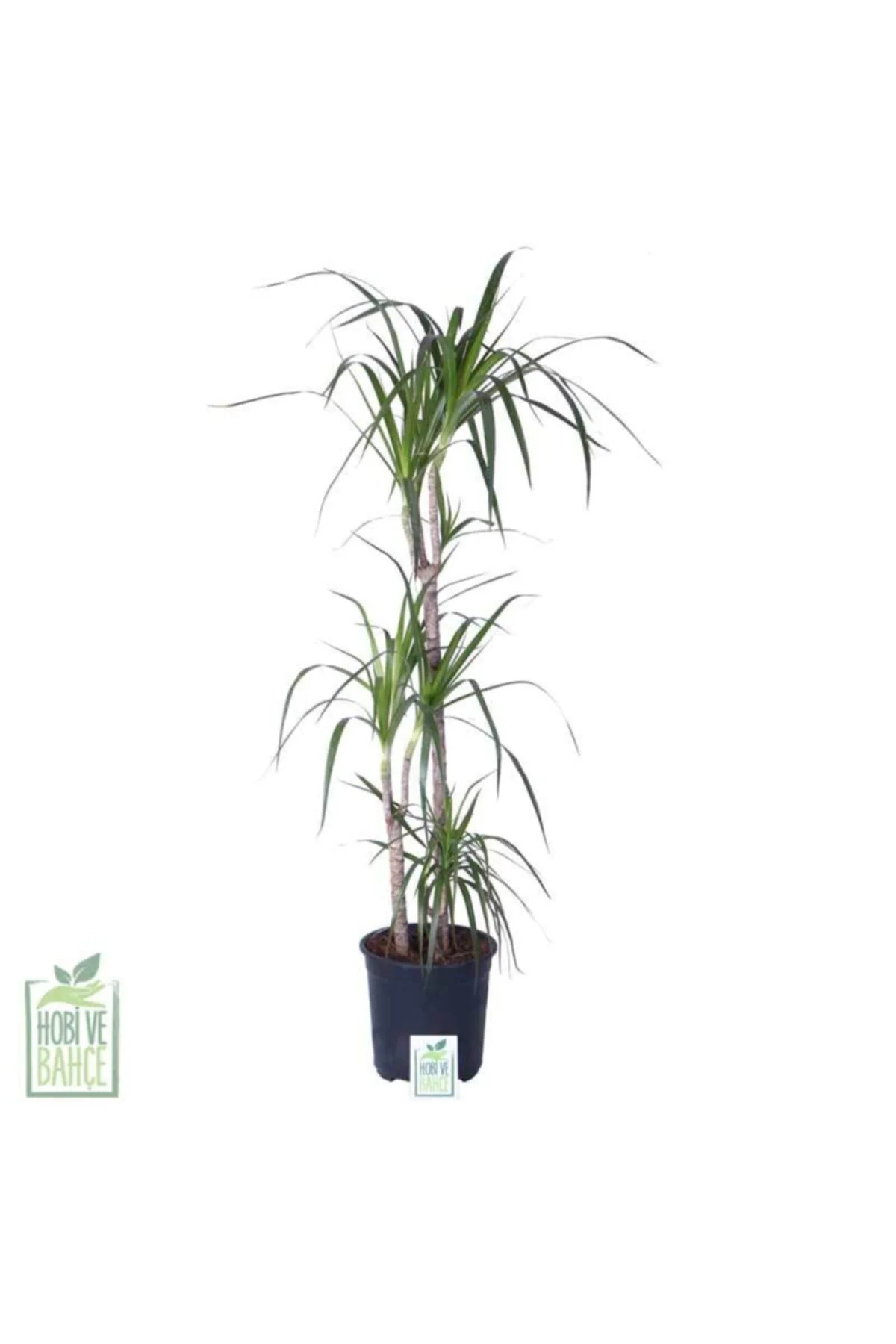 Dracaena Marginata – 3 Gövdeli - 100-120 Cm Bitki Boyu