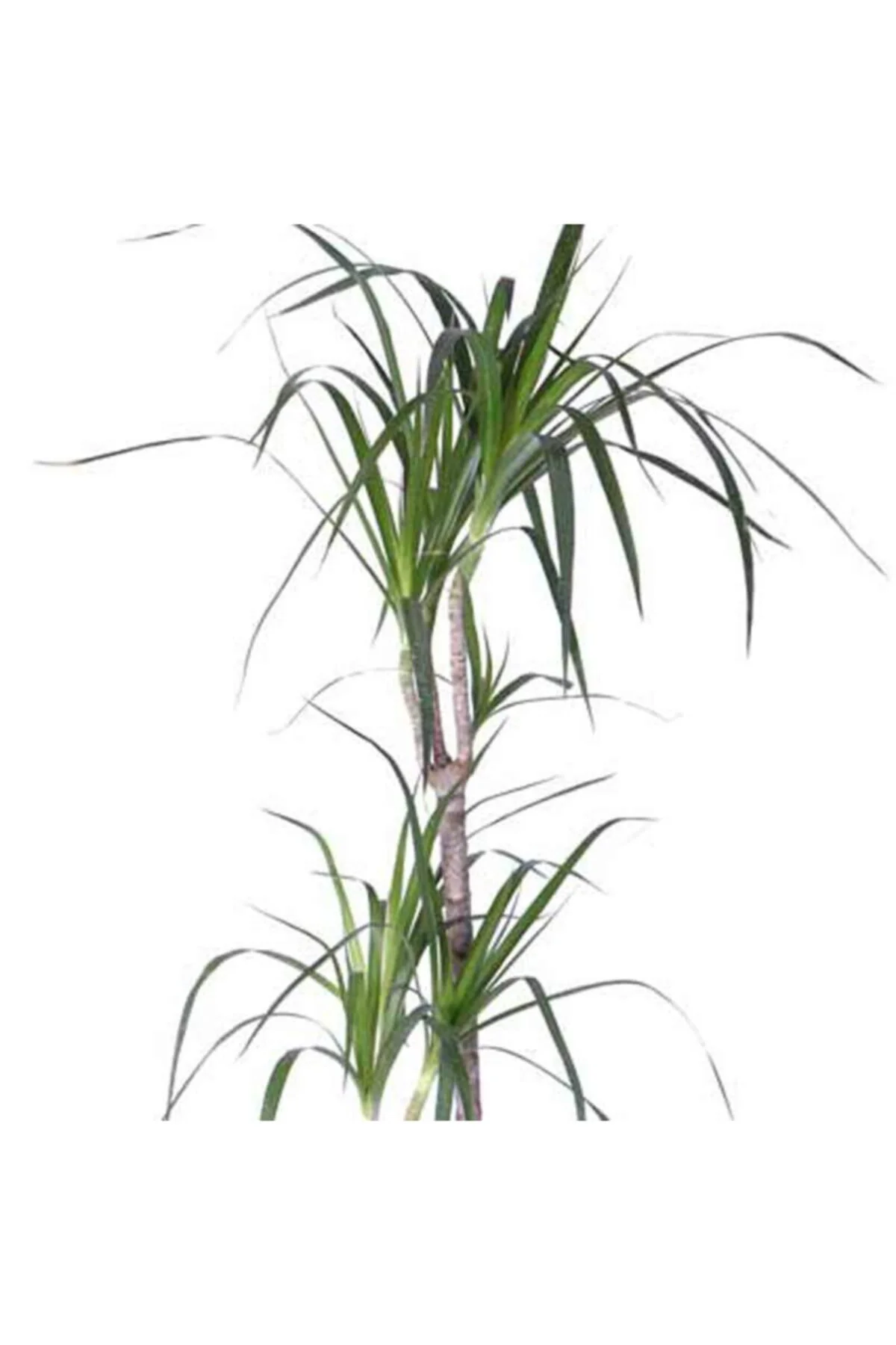 Dracaena Marginata – 3 Gövdeli - 100-120 Cm Bitki Boyu