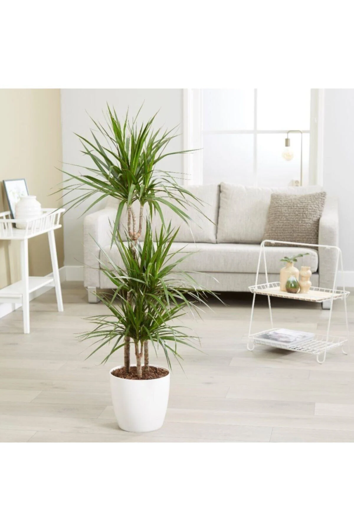Dracaena Marginata Bitkisi 2li