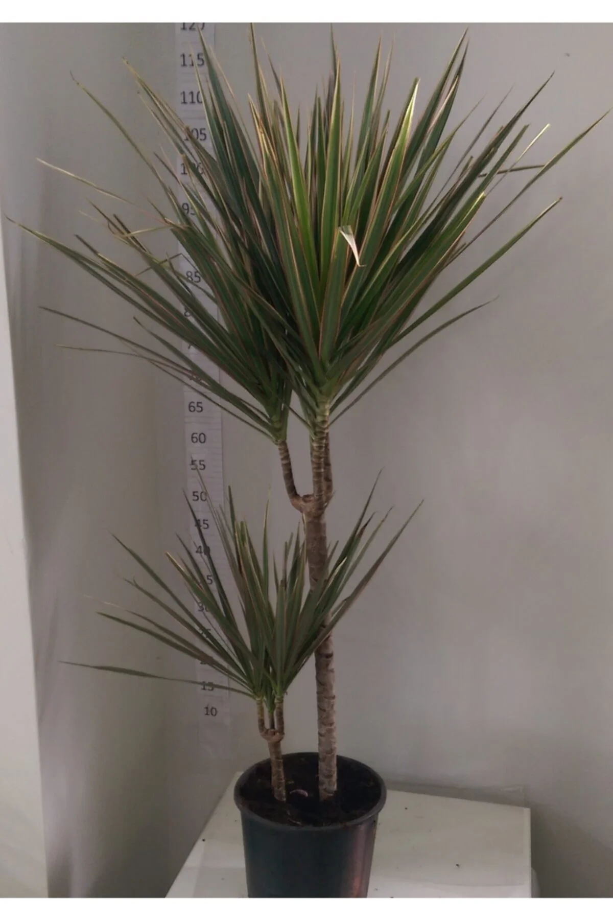 Dracaena Marginata Bicolar Iki’li 15-45cm