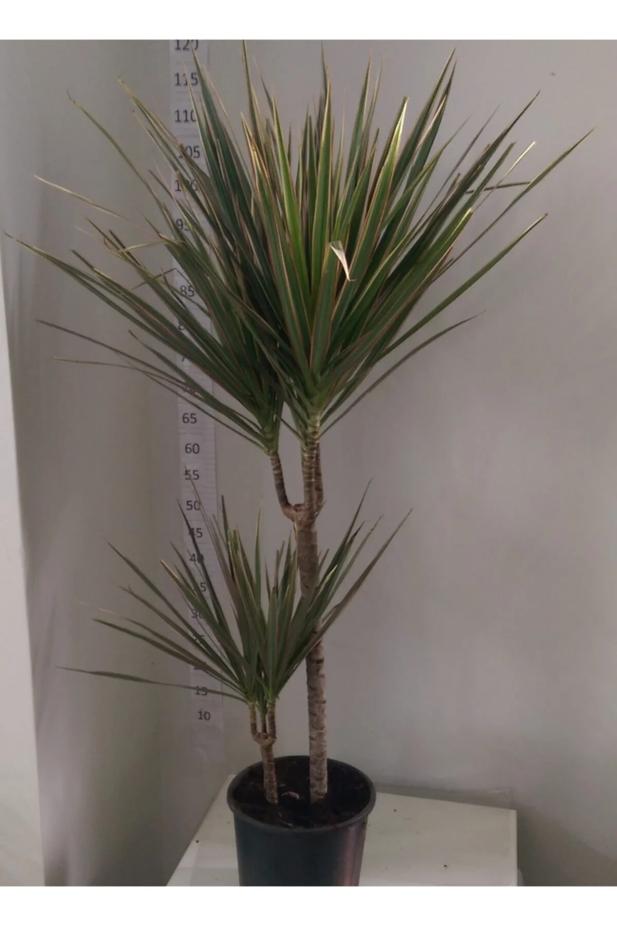 Dracaena Marginata Bicolar Iki’li 15-45cm