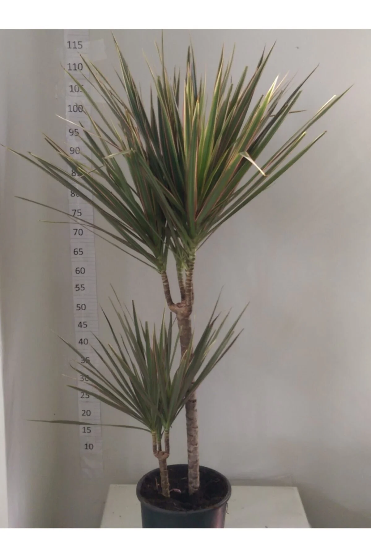 Dracaena Marginata Bicolar Iki’li 15-45cm