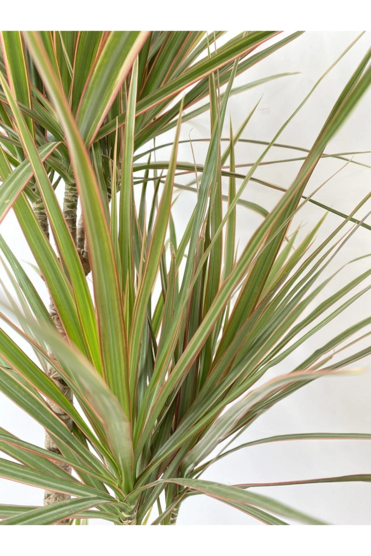 Dracaena Marginata Bicolor 3 Gövde Dracaena Marginata Bicolor 3 Gövde