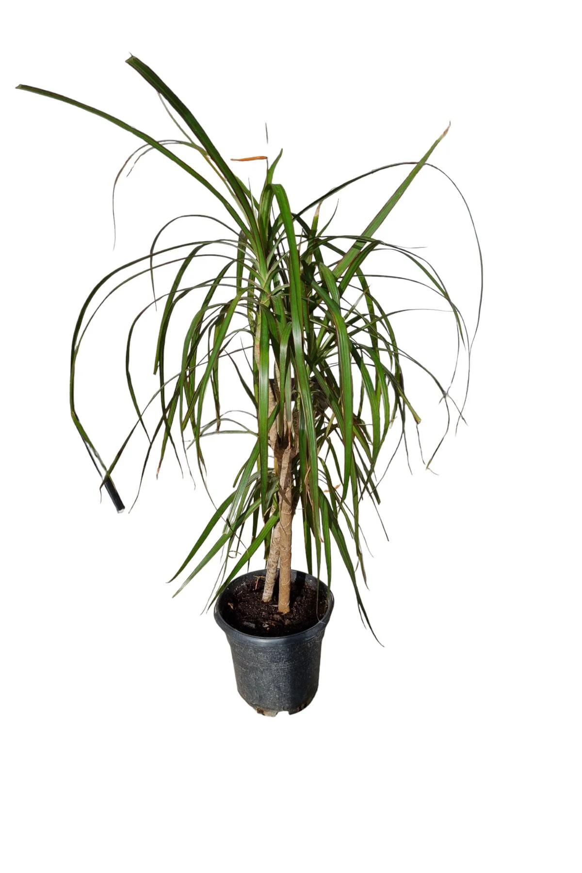 Dracaena Marginata Bitkisi 2 Köklü