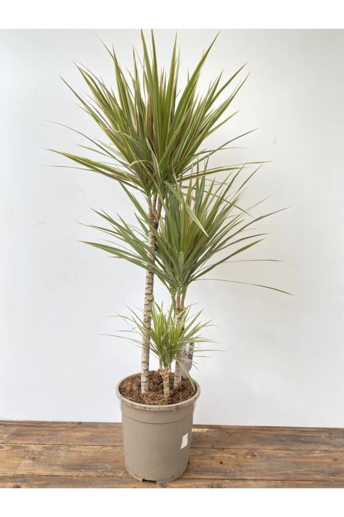Dracaena Marginata Bicolor 3 Gövde Dracaena Marginata Bicolor 3 Gövde
