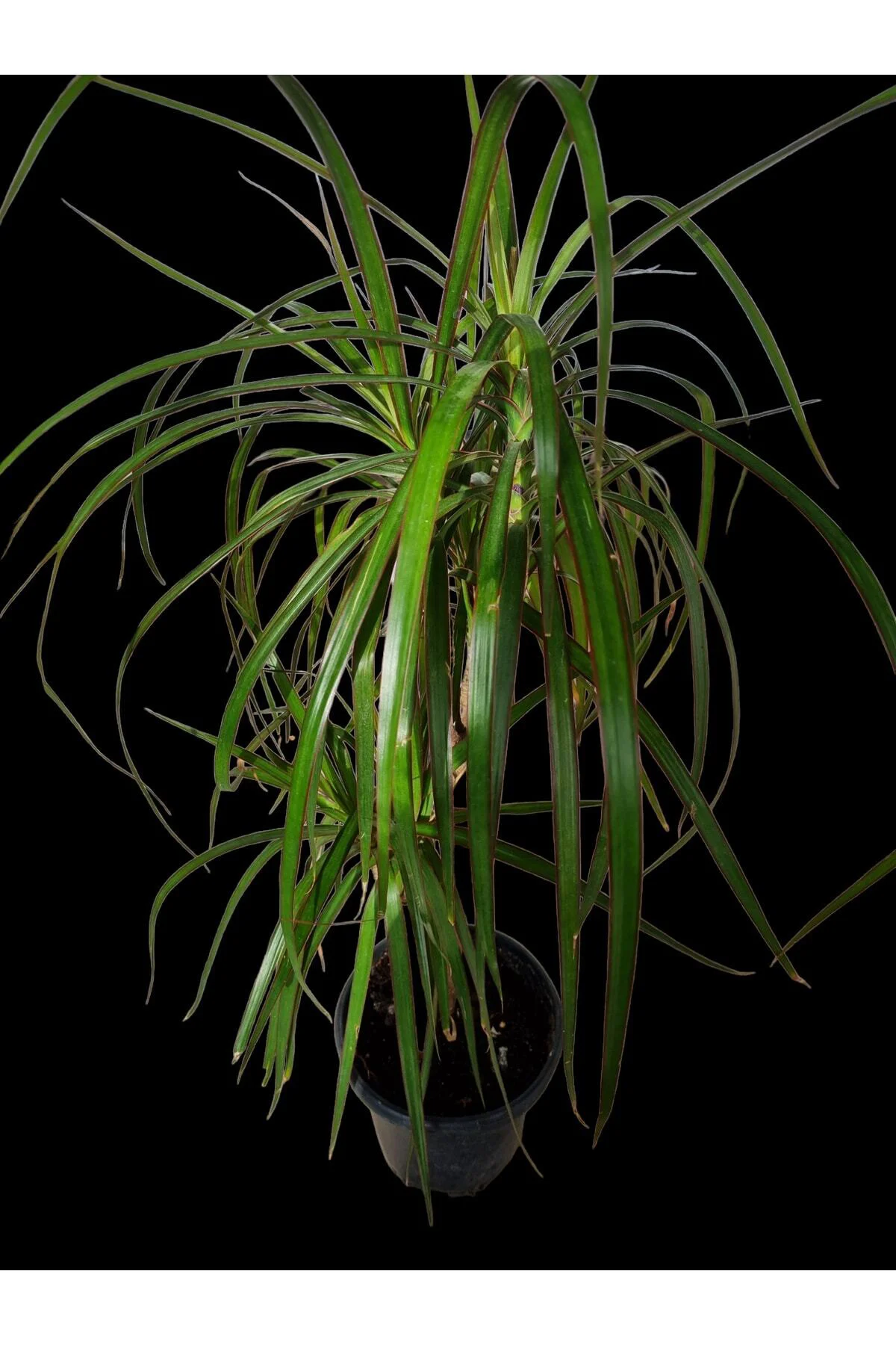 Dracaena Marginata Bitkisi 2 Köklü