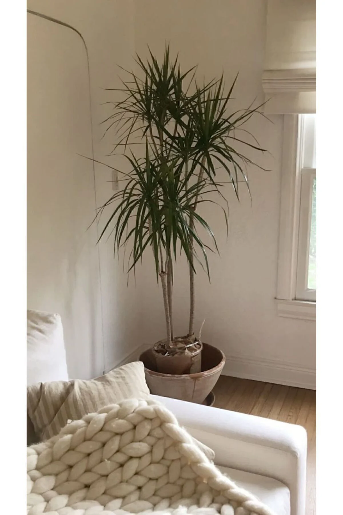 Dracaena Marginata Büyük Boy - Madagaskar Dragon Ağacı Üç Gövdeli Canlı Salon Bitkisi 130 - 150 Cm