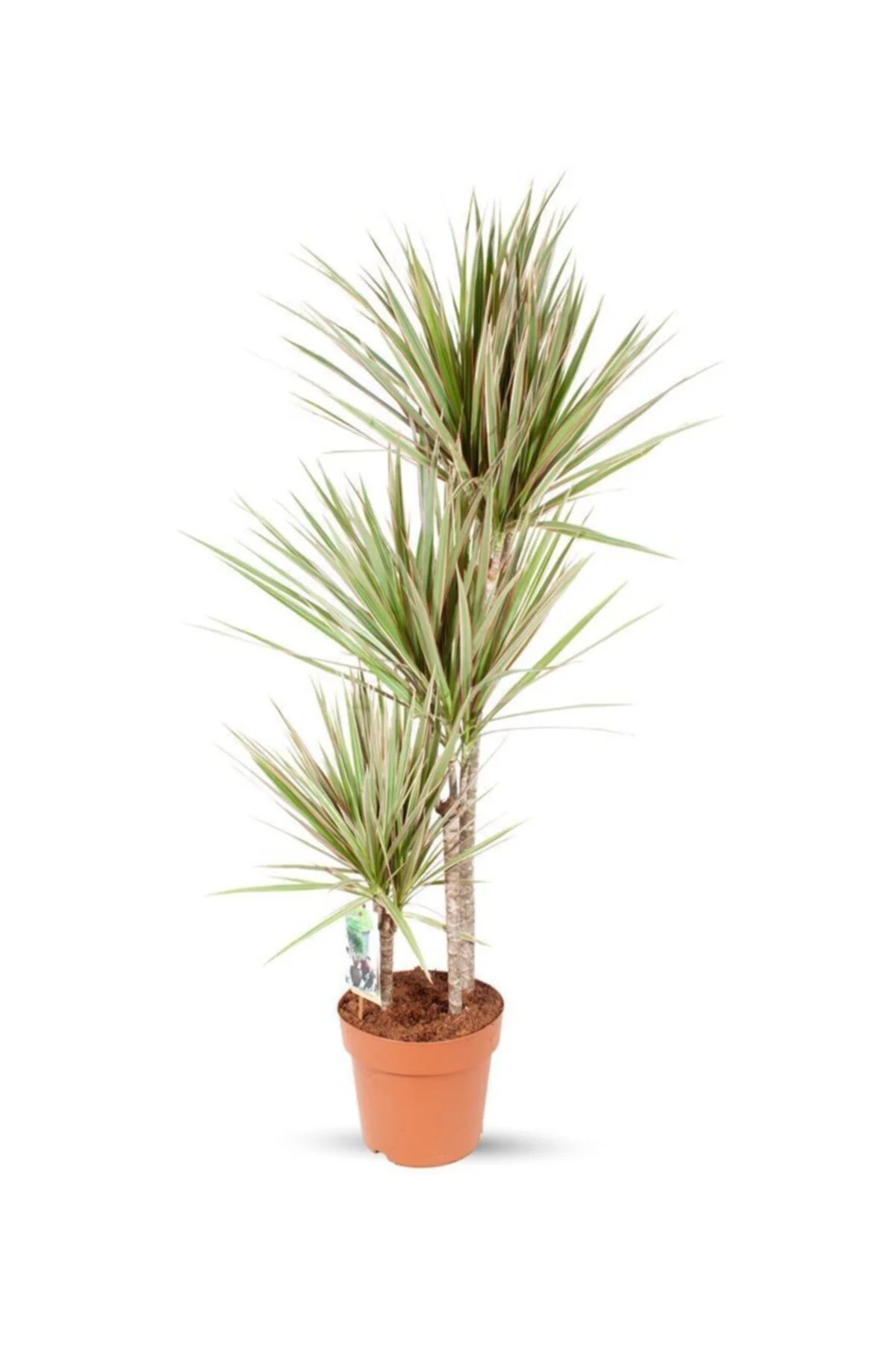 Dracaena Marginata Bicolor 3 Gövde Dracaena Marginata Bicolor 3 Gövde