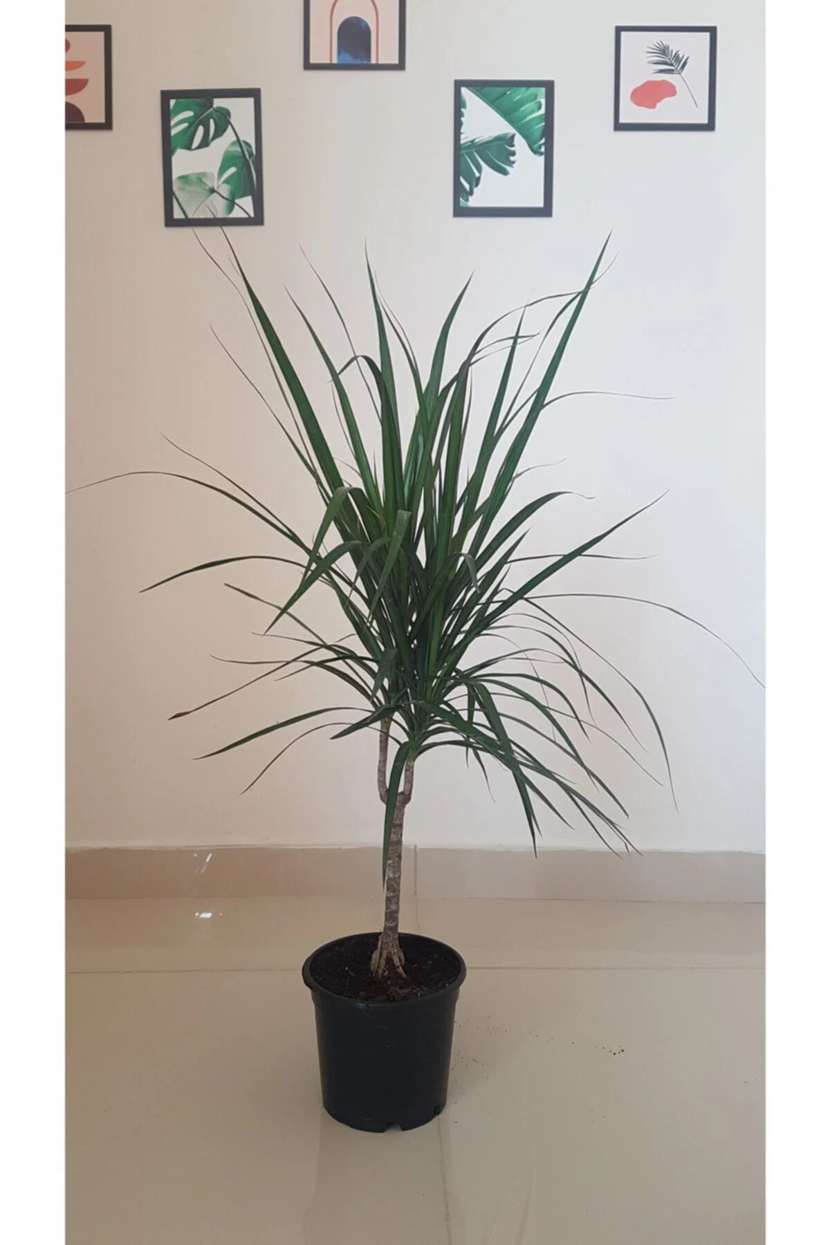 Dracaena Marginata Canlı Çiçek