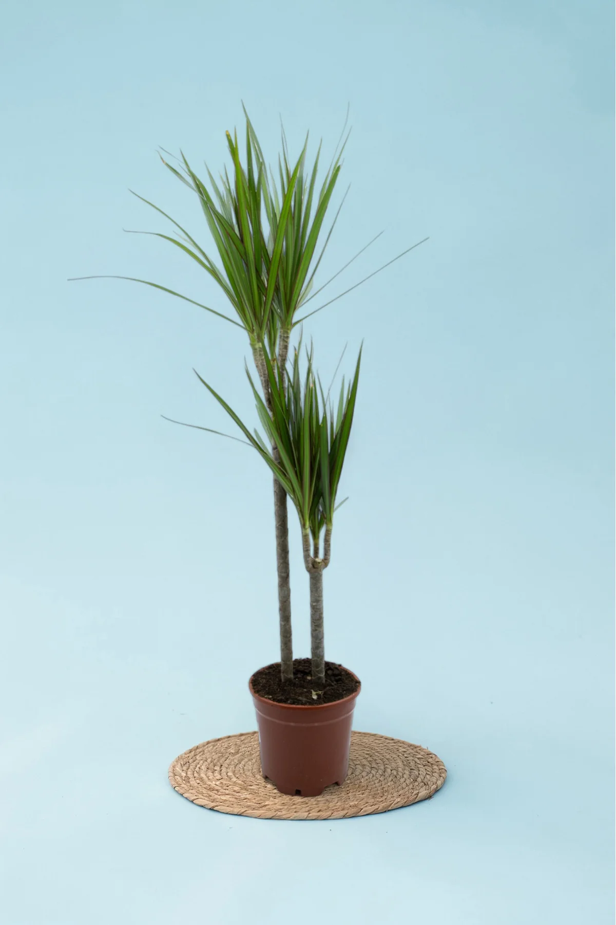 Dracaena Marginata Çift Gövde 90 - 110 cm Canlı Ev Bitkisi Ofis Bitkisi Salon Bitkisi İç Mekan